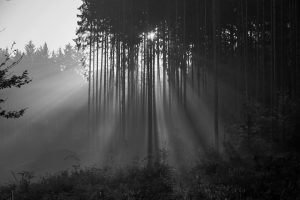 man sieht Wald in schwarz weis, in dem das Licht durchscheint