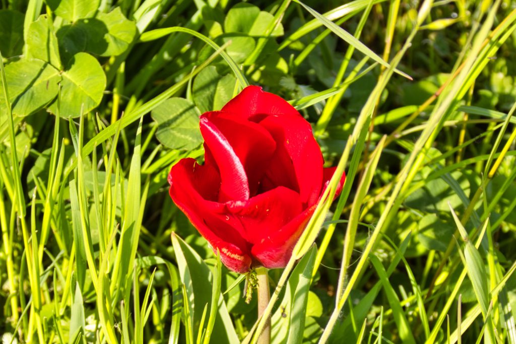 eine rote Tulpe