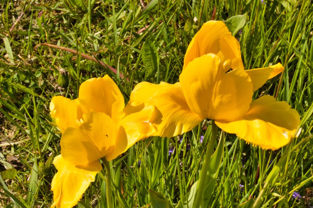 drei gelbe Tulpen
