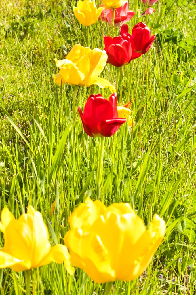 drei gelbe Tulpen und zwei Rote