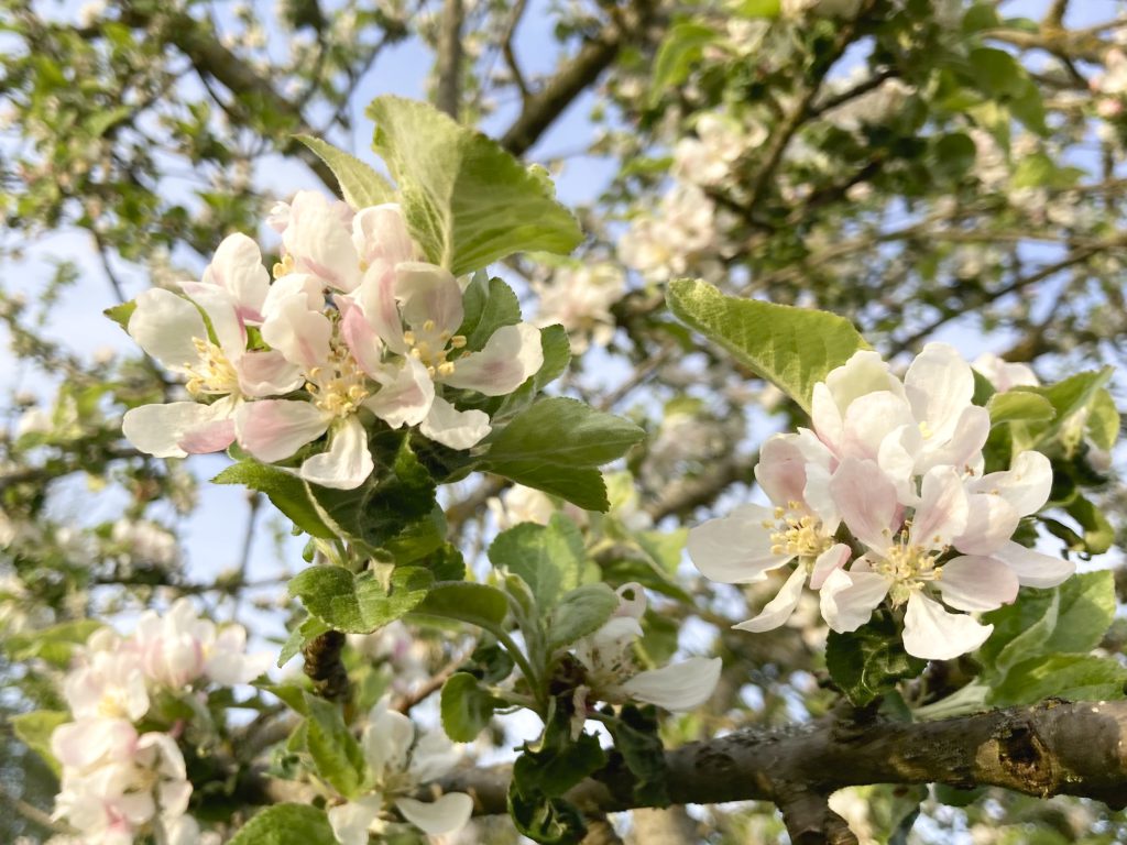 Blüten von einem Apfelbaum