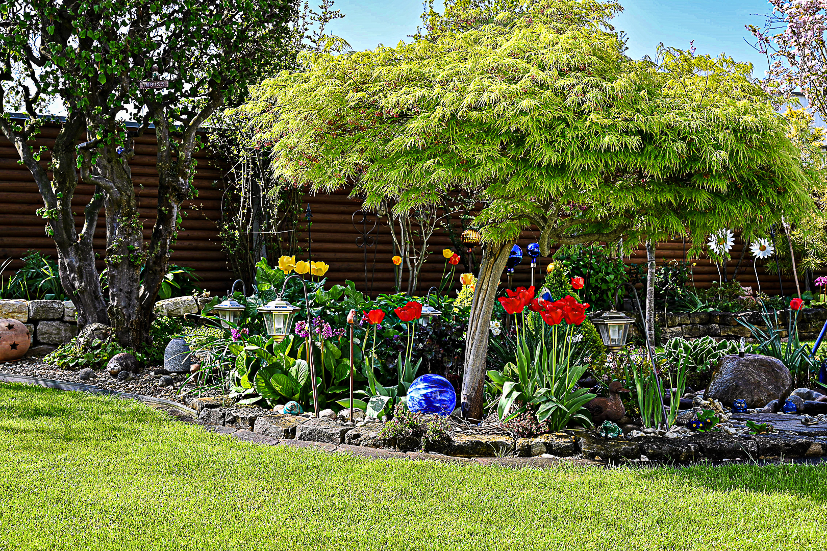 Bunte Tulpen im Garten