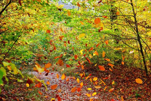 Blätter im Wald, die wie Regen fallen.