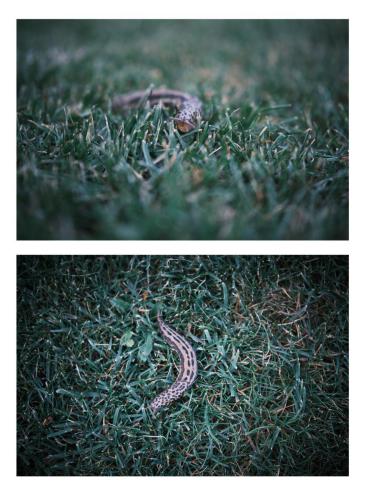 eine Schlange auf dem Rasen kriechend in zwei Aufnahmen