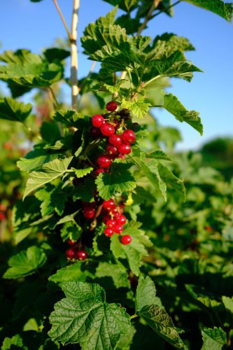 Johannesbeeren
