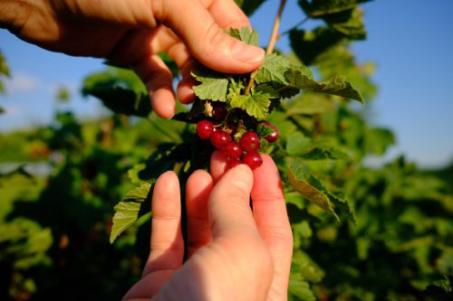 Johannesbeeren