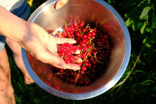 Johannesbeeren