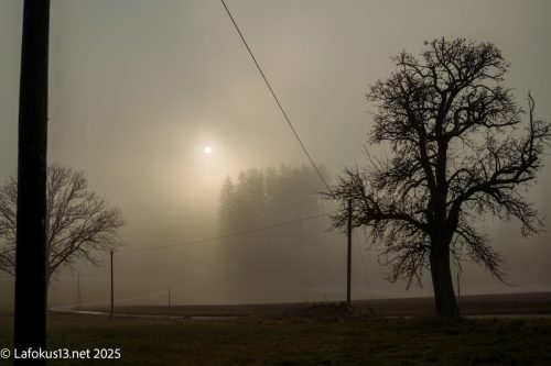 Sonne am Morgen mit Nebel und ein Baum