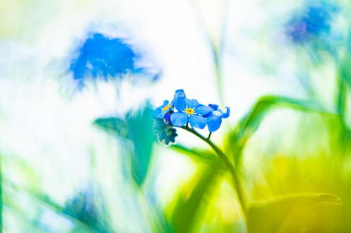Makroaufnahme einer blauen Blüte