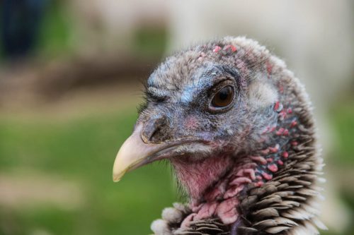 Aug-in-Aug-mit-einer-Putendame 01