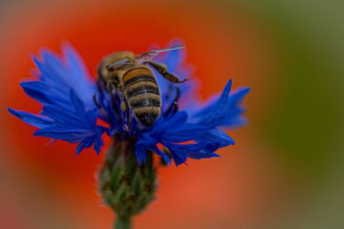 Biene auf Kornblume mit Mohn.