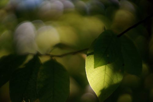 Blatt-mit-Porst-55-1.4-