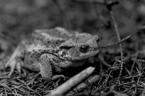 Erdkroete-im-Wald 01 sw