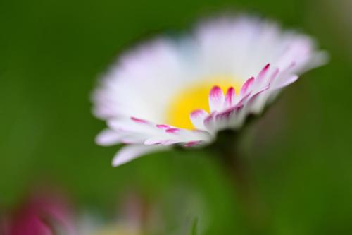 Makroaufnahme einer weiß-lila Blüte