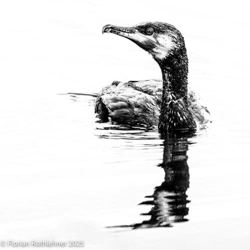 Eine Ente im Wasser in schwarz weiss