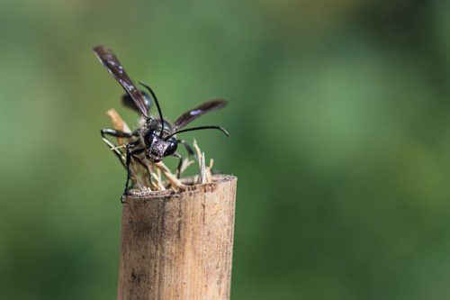 Grabwespe-beim-verschliessen-ihrer-Bruthoehle 01a