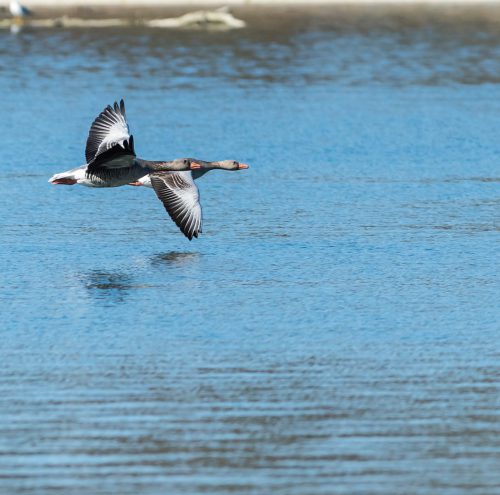 Graugaense-im-Vorbeiflug 02a quadratisch