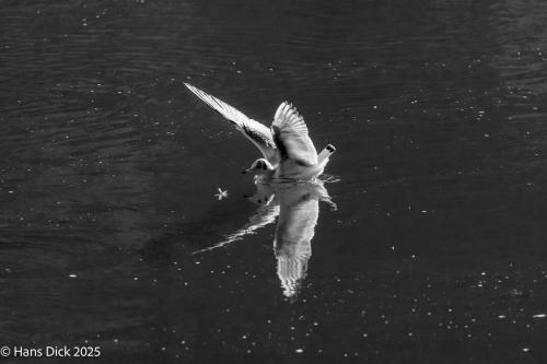 Die Möwe ist gelandet, die Flügel sind noch nicht angezogen. Das Wasser zeigt ein Spiegelbild der Möwe. Bild in Schwarzweiß.