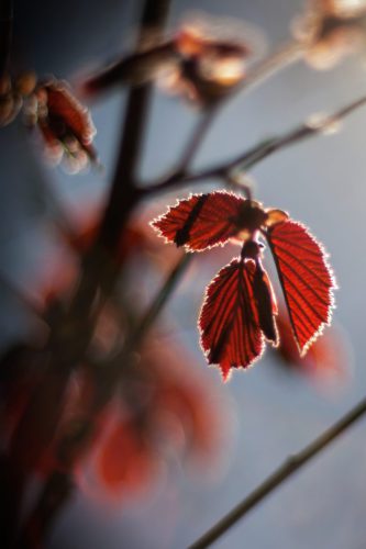 Haselnussblaetter-mit-leichtem-Bokeh 01a