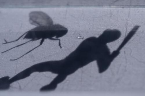 Ingrid Röhrner Insektensterben