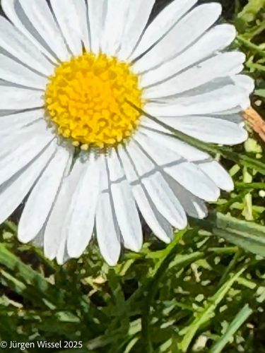 Juergen 01 Blume A-Teil