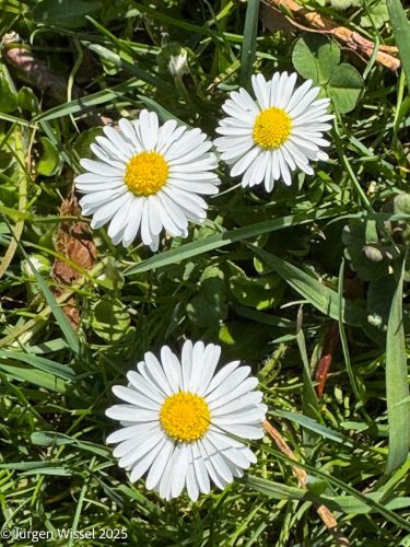 Juergen 01 Blume Bild