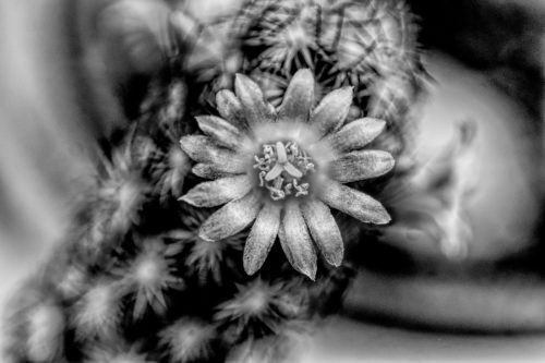 Kaktusblüte_01_sw