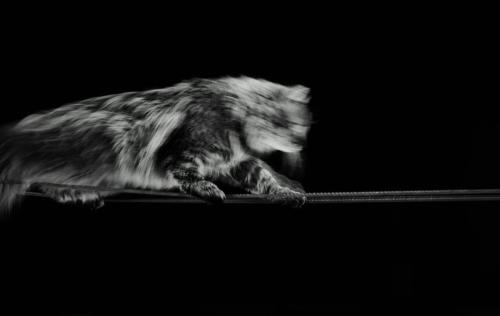 eine Katze auf einem Seil in schwarz weiß gehalten.