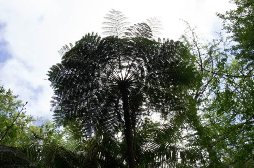 ML Gegenlicht Riesen-39