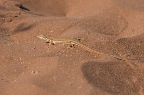 ML Namibia Der-Zauber-der-Wueste-12