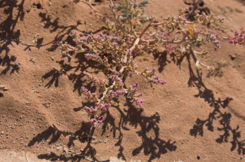 ML Namibia Der-Zauber-der-Wueste-13