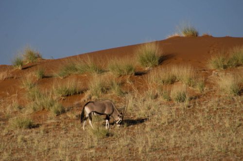 ML Namibia Der-Zauber-der-Wueste-16