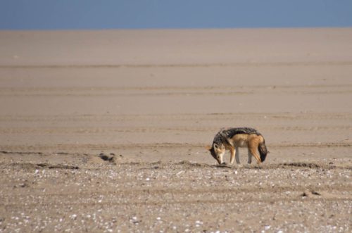 ML Namibia Der-Zauber-der-Wueste-21