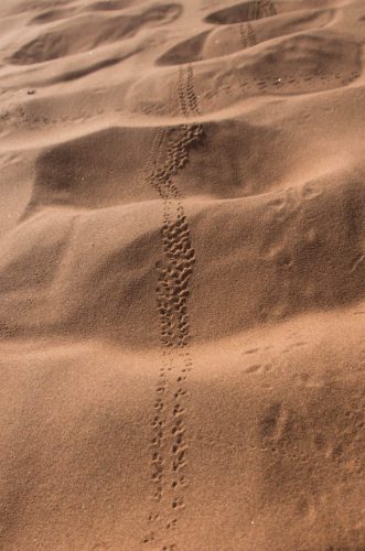 ML Namibia Der-Zauber-der-Wueste-22