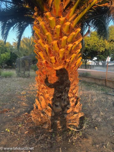 ML unter-der-Palme
