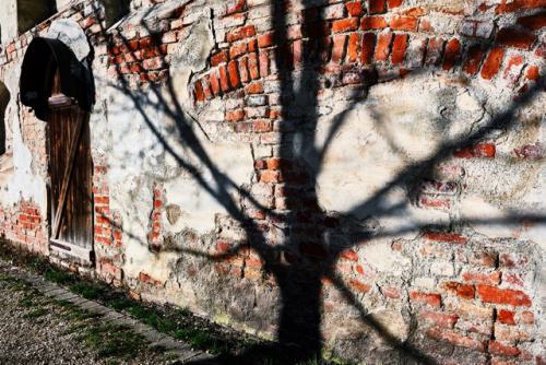 ein Schatten in einem Baum an einer alten Mauer.