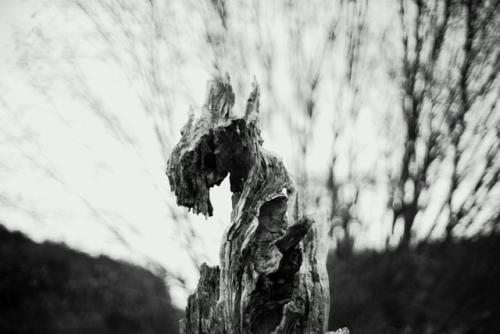 ein abgestorbener Baum im Wald in Schwarz Weis.