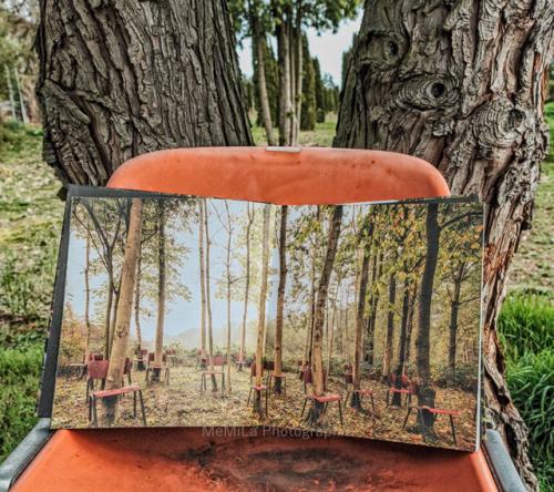 ein Stuhl auf dem ein aufgeschlanges Buch steht um Wald. In dem Buch ist eine Seite aufgeschlagen, die ein Wald zeigt mit verwachsen Stühlen.