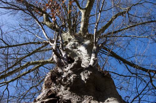 ein alter Baum der verwuchert ist und veraestelt.