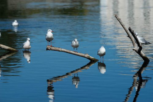 Moewen-auf-einem-Baum-in-der-Isar-sitzend 01