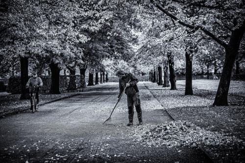 ein Mann kehrt im Muenchen Hofgarten Blättern zusammen.