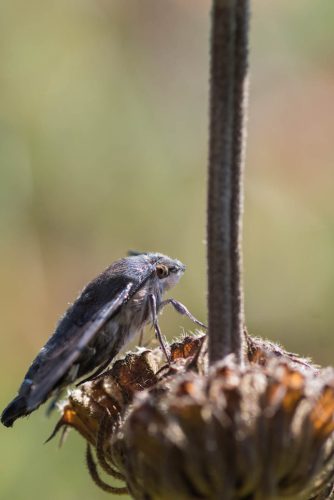 Nachtfalter-auf-einem-Brandkraut 01a