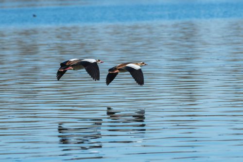 Nilgaense-im-Vorbeiflug 02