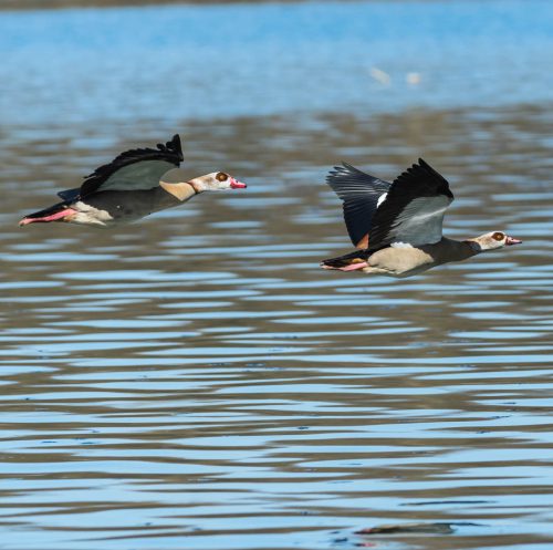 Nilgaense-im-Vorbeiflug 03 quadratisch