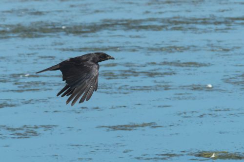 Rabenkraehe-im-Flug 02