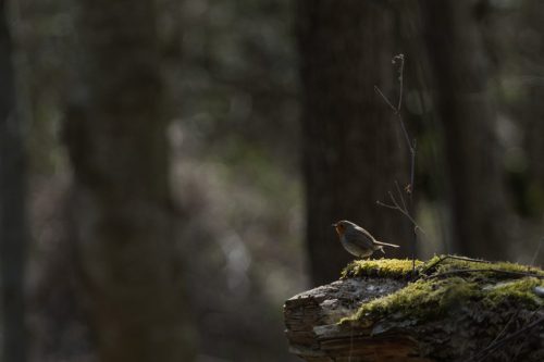 Rotkelchen_01a
