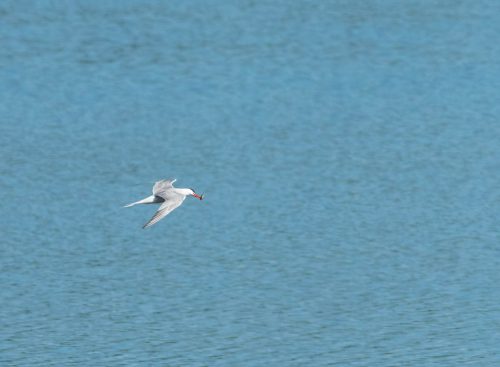 Seeschwalbe-mit-Beute 01a