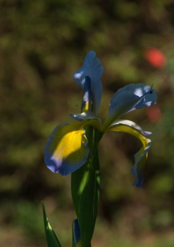 Sumpfschwertlilie 01a