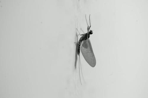 eine vergrößerte Mücke an der Wand in schwarz weiß.  