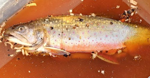 WW 001 Prozess-in-5-Bildern Fisch-eingelegt